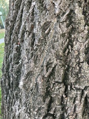 Magnoliopsida
