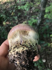 Cortinarius atkinsonianus