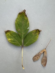 Magnoliopsida