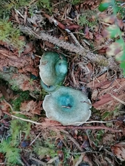 Lactarius aurantiosordidus