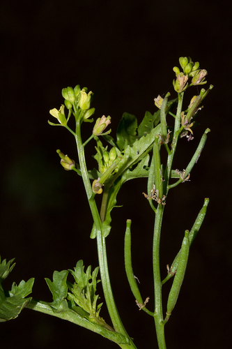 Rorippa micrantha image