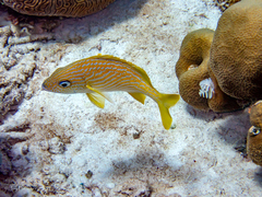 Haemulon flavolineatum