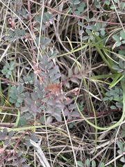 Indigofera adenoides
