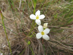 Lachnaea uniflora