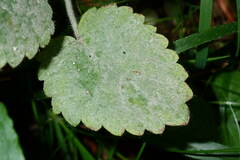 Neoerysiphe galeopsidis