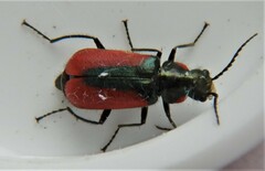 Malachius aeneus