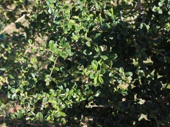 Ehretia microphylla