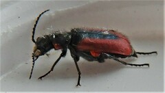 Malachius aeneus