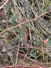 Indigofera adenoides
