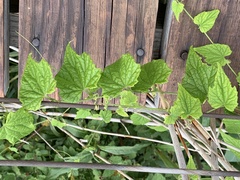Zehneria scabra
