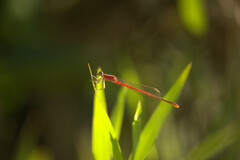 Agriocnemis femina oryzae