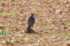 Falco peregrinus