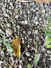 Diadophis punctatus punctatus