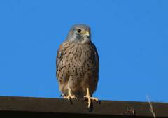 Falco tinnunculus