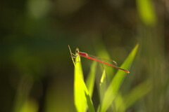Agriocnemis femina oryzae