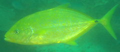 Flavocaranx bajad