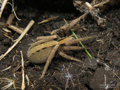 Centroctenus brevipes