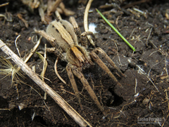 Centroctenus brevipes