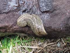 Phyllocaulis soleiformis