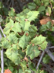 Quercus palmeri