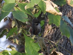 Poecile hudsonicus