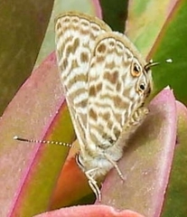 Leptotes