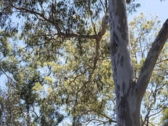 Eucalyptus grandis