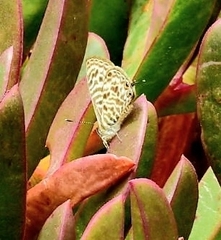 Leptotes