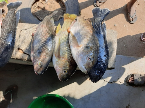 Chambo tilapia (Oreochromis karongae) — Cichlidae — 3