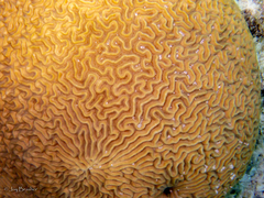 Pseudodiploria strigosa