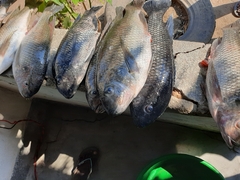 Oreochromis karongae