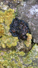 Peltigerales