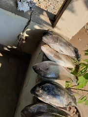 Oreochromis karongae