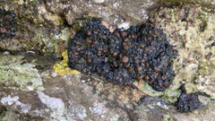 Peltigerales