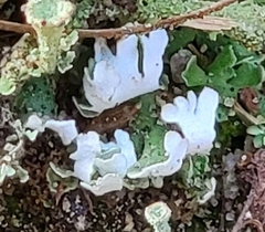 Cladonia foliacea