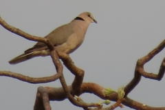 Streptopelia capicola