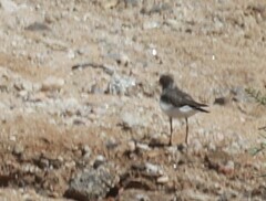 Charadrius tricollaris