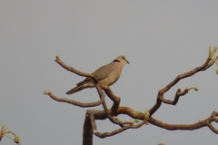 Streptopelia capicola
