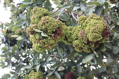Phytoplasma