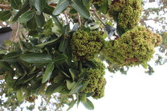 Phytoplasma