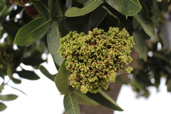 Phytoplasma