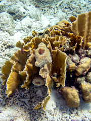 Callyspongia plicifera