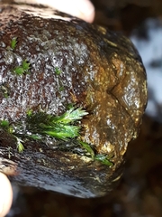 Fissidens rigidulus
