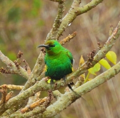 Nectarinia famosa famosa