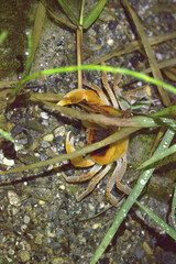 Geothelphusa bicolor