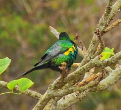 Nectarinia famosa famosa