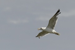 Larus argentatus mongolicus