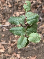 Rhamnus ilicifolia