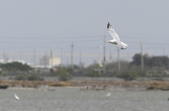 Larus argentatus mongolicus