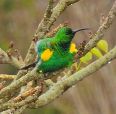 Nectarinia famosa famosa